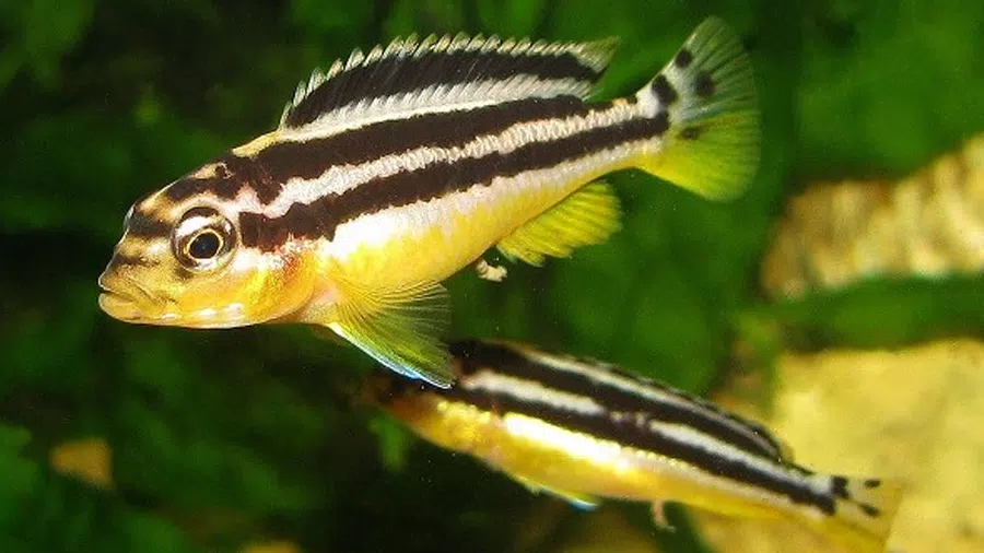 Melanochromis Auratus AKVARYUMU