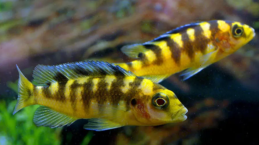 Pseudotropheus crabro. (Eşekarısı cichlid) Erkek Dişi