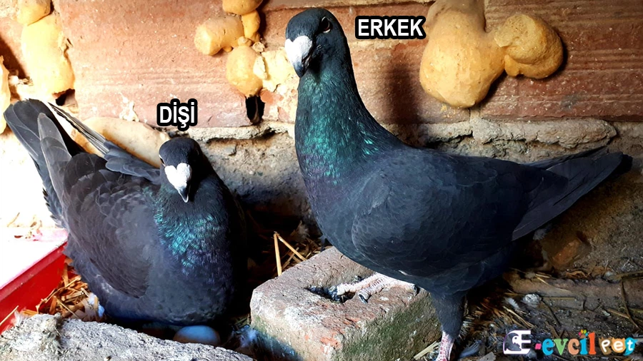 Güvercinin Cinsiyeti Nasıl Anlaşılır?