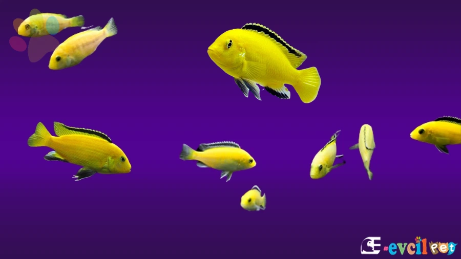 Sarı Prenses Balığı Genel Özellikleri