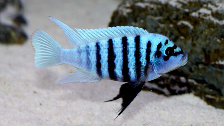 Metriaclima Fainzilberi Erkek