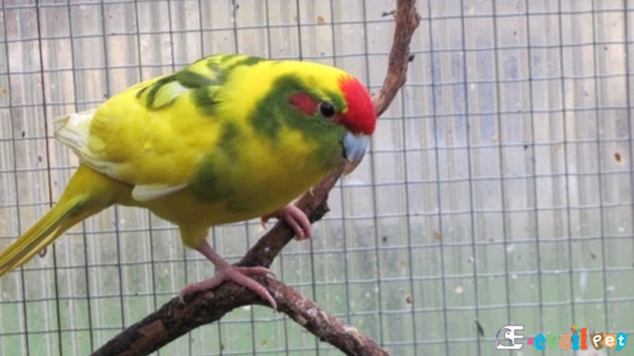 Kakariki Papağanı (Cyanoramphus)