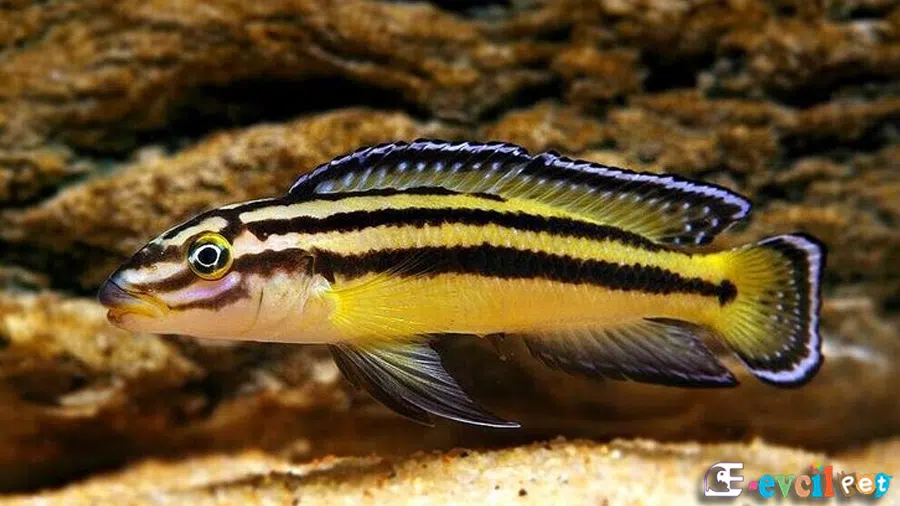Telmatochromis bifrenatus (Halembe) Erkek