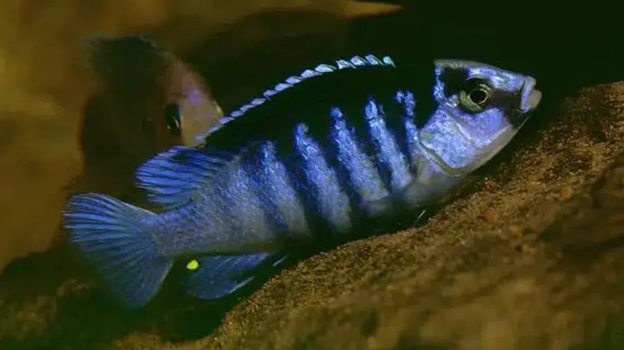 Labidochromis Chisumulae akvaryumu