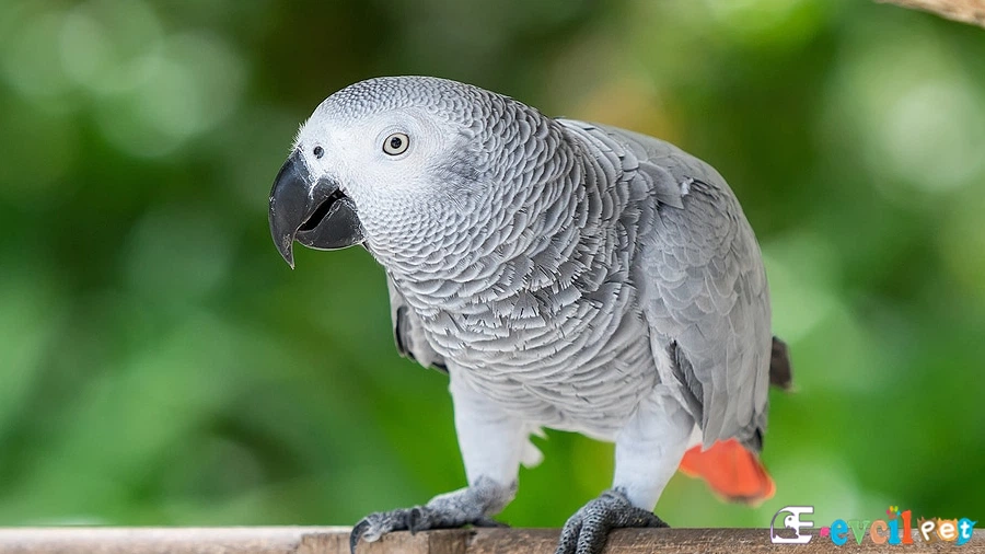 Jako Papağanı Tünekte Erkek