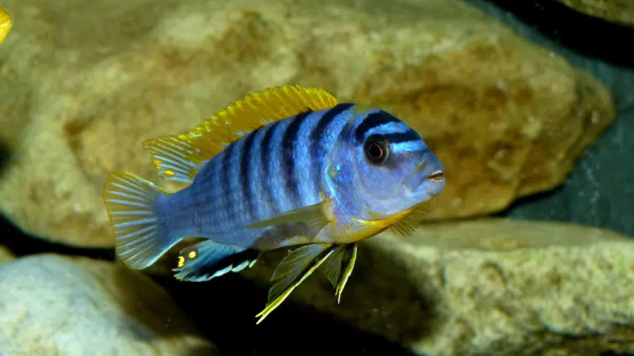 Labidochromis Hongi Akvaryumu