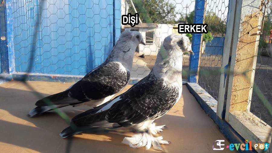 Güvercinin Cinsiyeti Nasıl Anlaşılır?