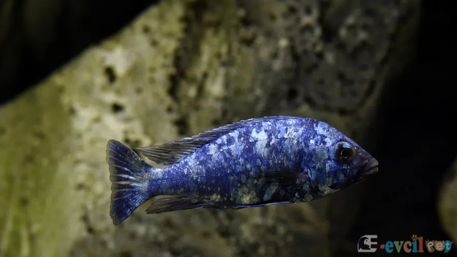 Placidochromis Phenochilus Kayalık Akvaryumda
