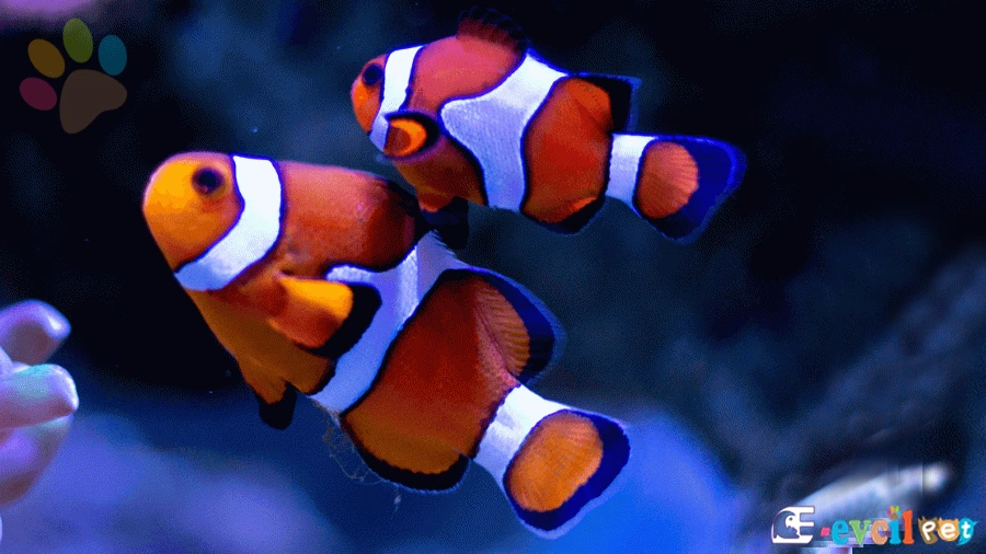 Amphipron ocellaris (Palyaço Balığı)