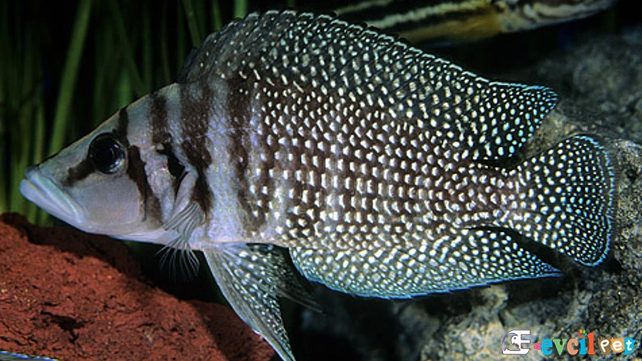 Calvus Balığı Bakımı ve Beslenmesi