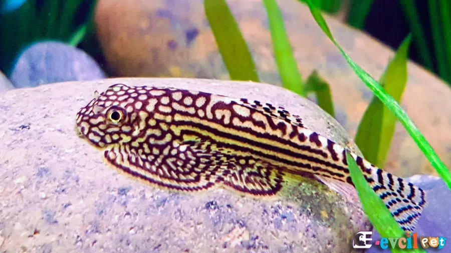 Kelebek Vatoz (Butterfly Hillstream Loach)