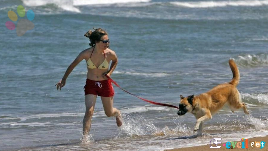 Köpekle gidilecek tatil yerleri