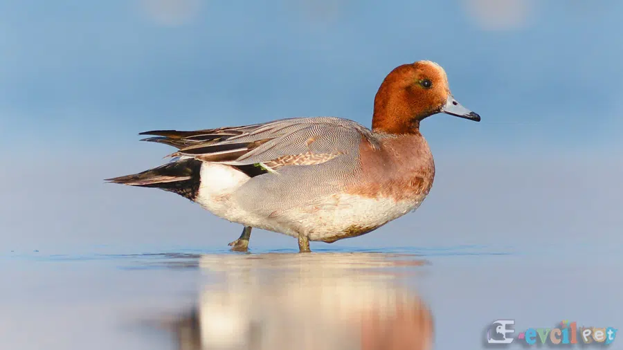 Fiyu Anas penelope Erkek