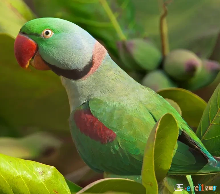 Alexander İskender Papağanı Doğada