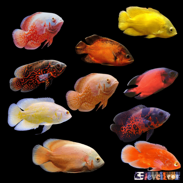 Assorted Oscar Varyeteleri