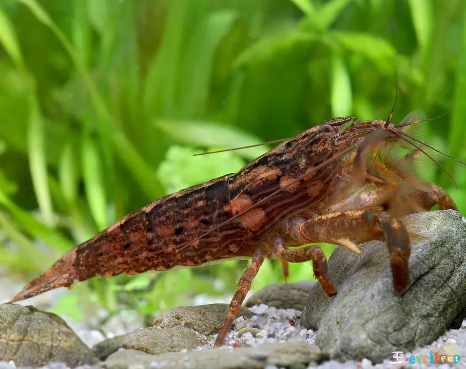 Atyopsis moluccensis Karides 2