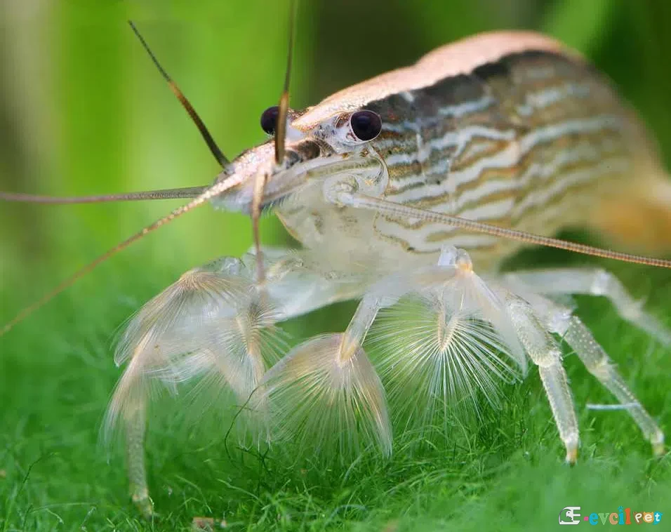 Atyopsis moluccensis Karides 3