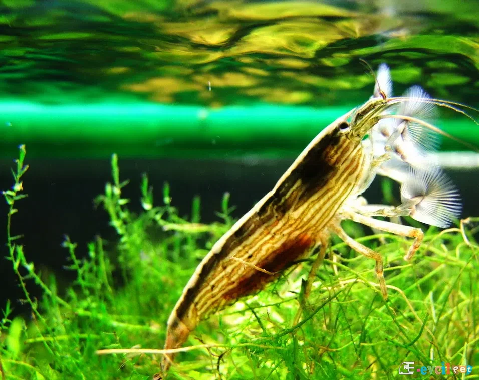 Atyopsis moluccensis Karides 4