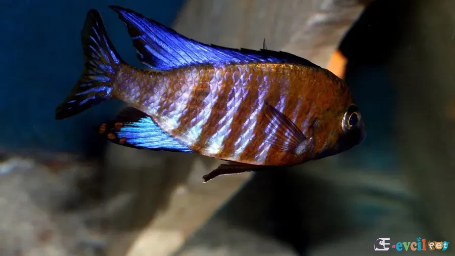 Aulonocara ethelwynnae Akvaryumu