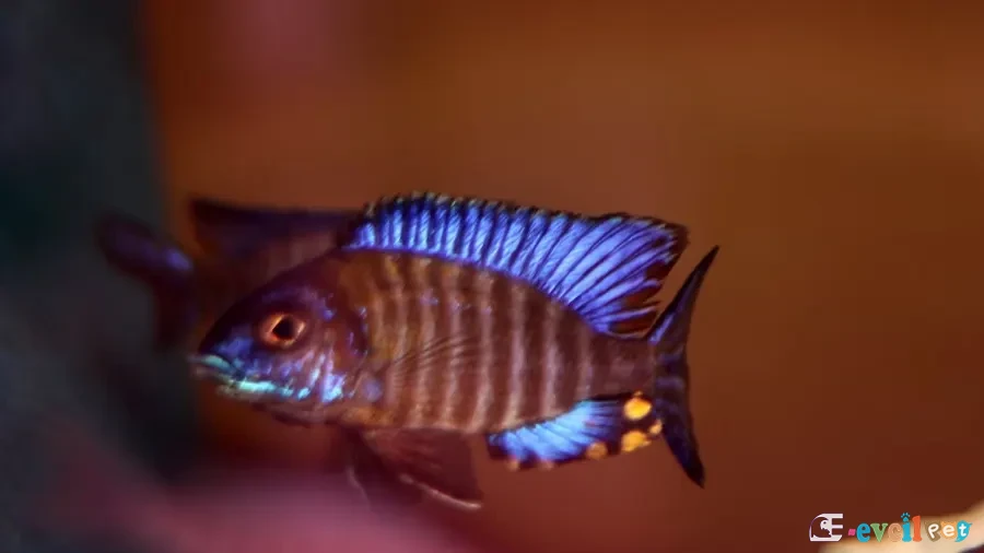 Aulonocara ethelwynnae Kayalık