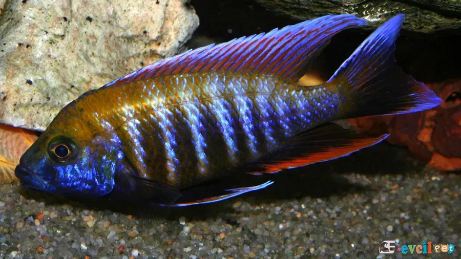 Aulonocara jacopfreibergi Yakop Erkek