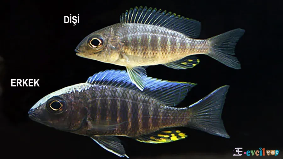 Aulonocara kandeense Erkek ve Dişi