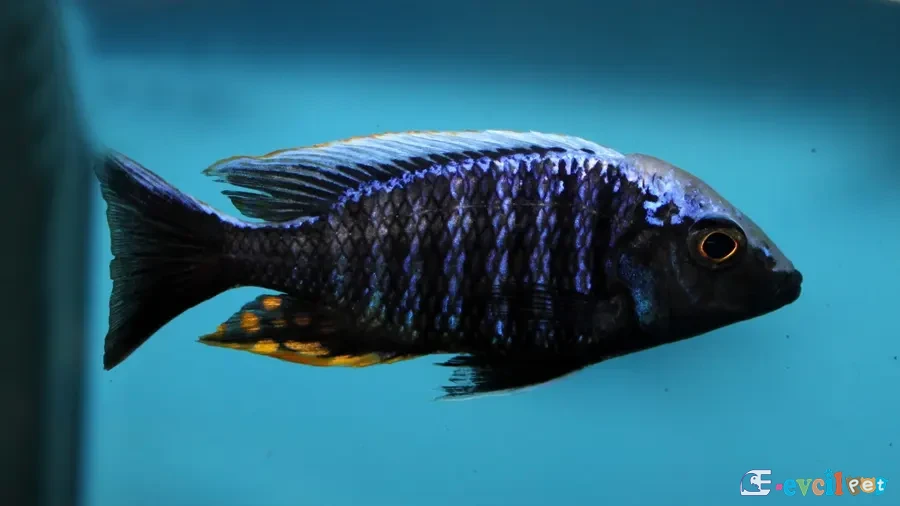 Aulonocara kandeense Erkek