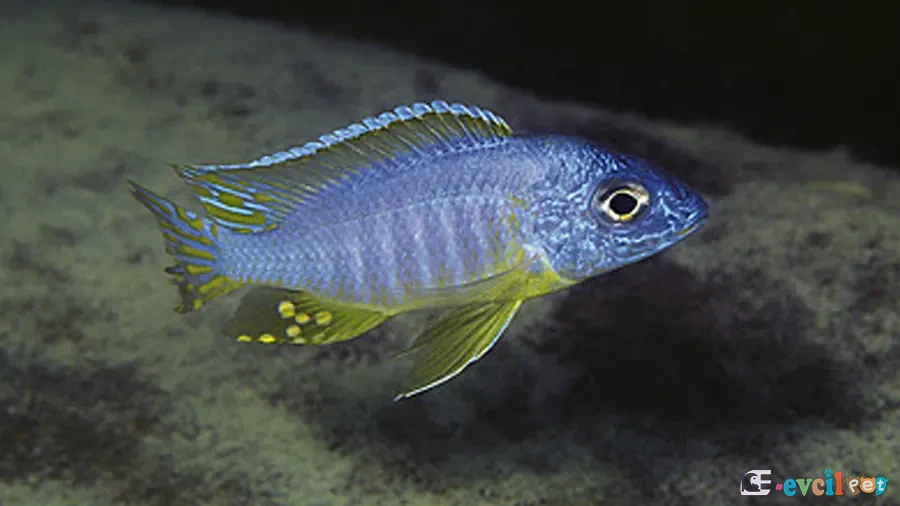 Aulonocara korneliae Akvaryumu