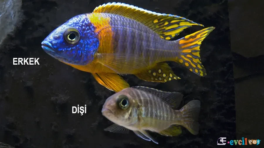 Aulonocara korneliae Erkek ve Dişi