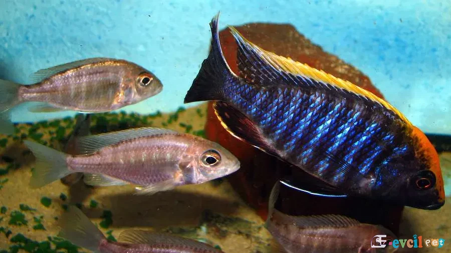 Aulonocara maylandi Akvaryumu