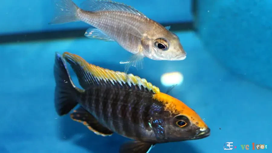 Aulonocara maylandi Erkek ve Dişi