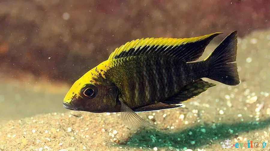 Aulonocara maylandi Erkek