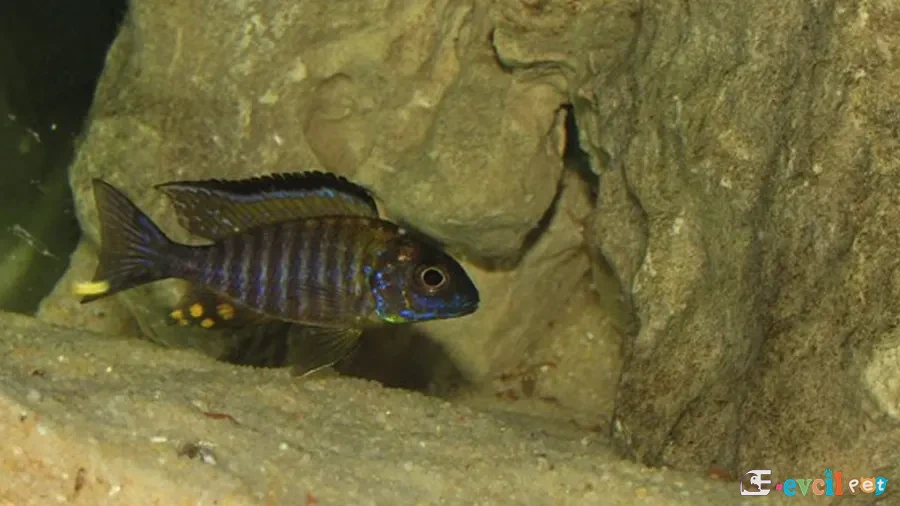 Aulonocara sp. Chitande Akvaryumu