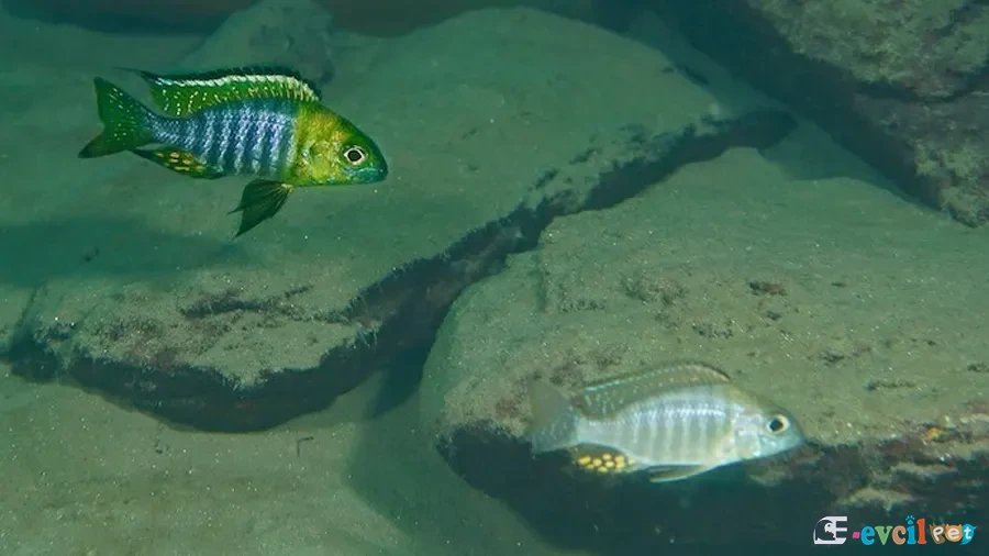 Aulonocara sp. Chitande Doğal Yaşam Alanı
