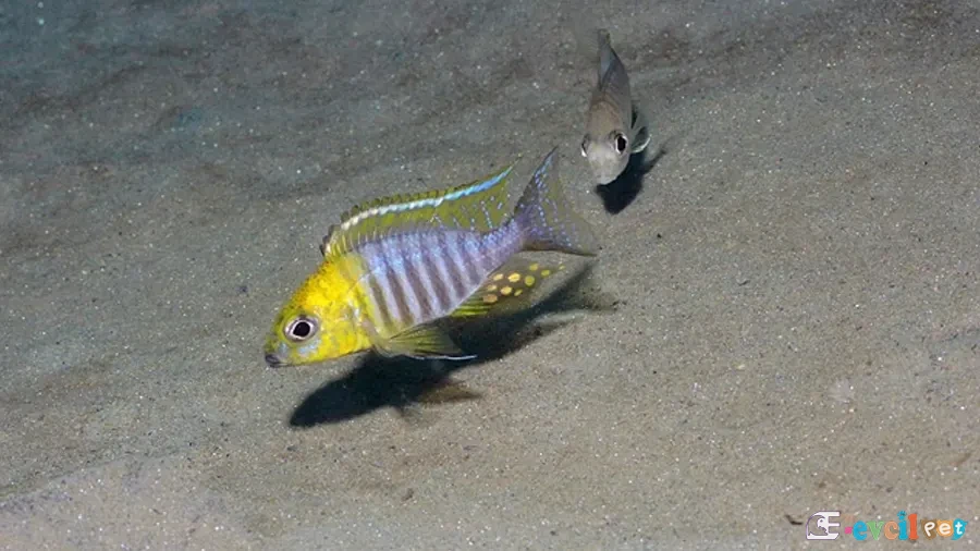 Aulonocara sp. Chitande Eşleşmesi