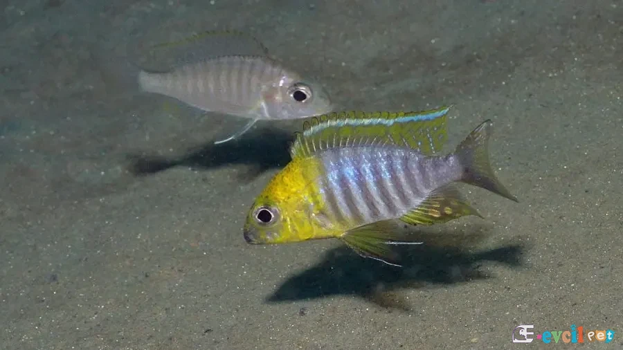 Aulonocara sp. Chitande Erkek ve Dişi