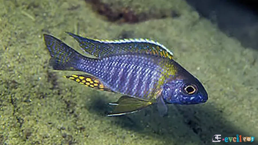 Aulonocara sp. Chitande Type Masinje Akvaryumu