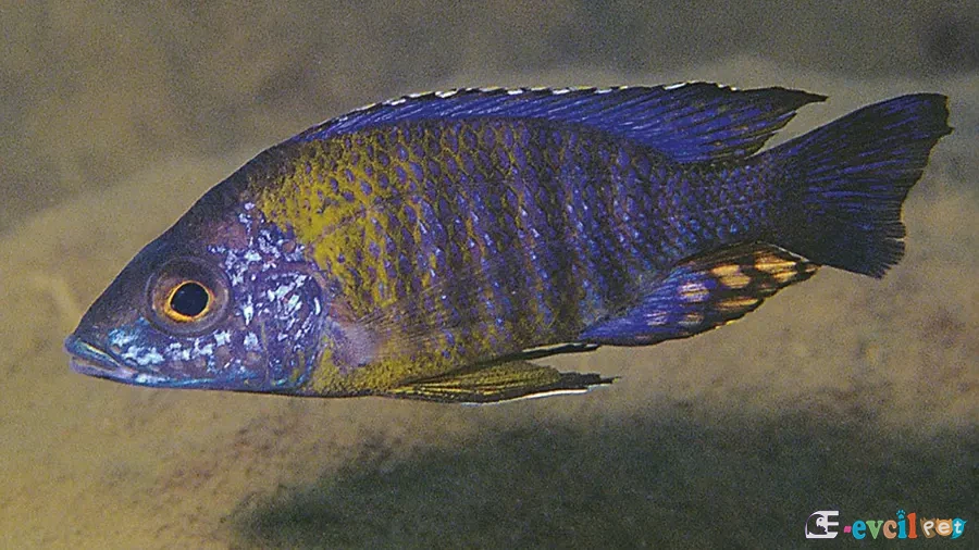 Aulonocara sp. Chitande Type Masinje Dişi