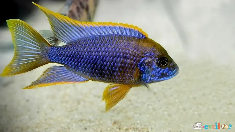 Aulonocara sp. lwanda Akvaryumu