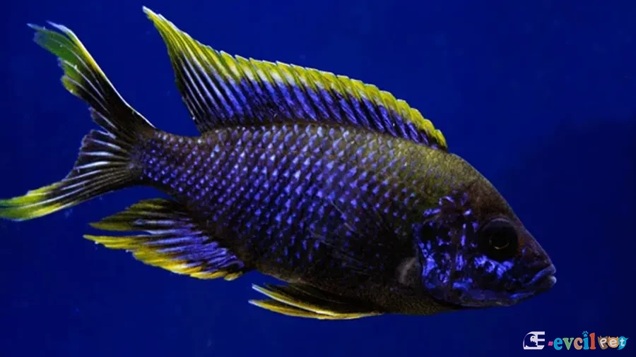 Aulonocara sp. lwanda Erkek