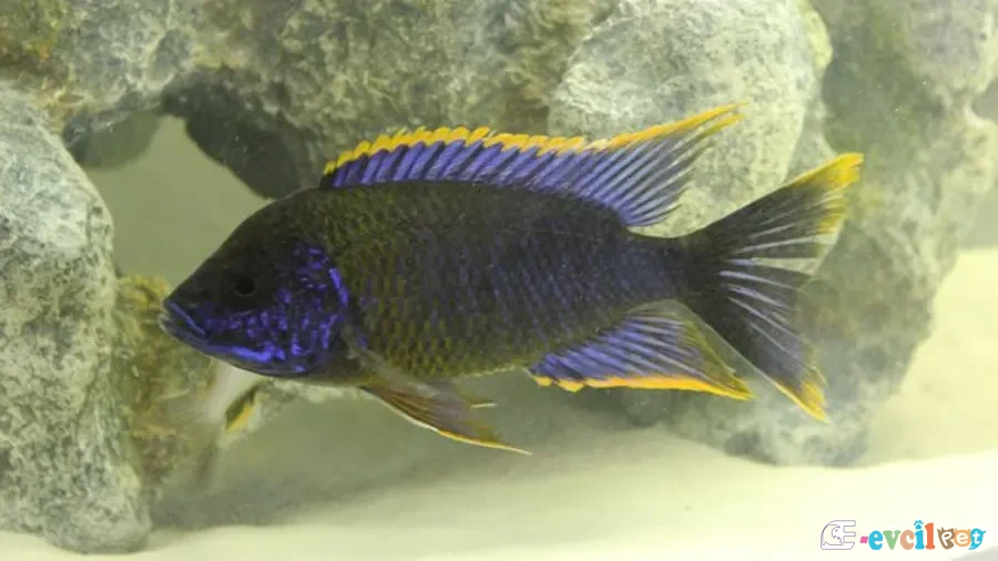 Aulonocara sp. lwanda Erkek Kayalıklarda