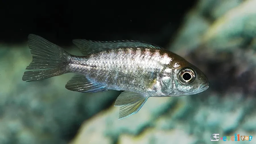 Aulonocara sp. lwanda Genç Dişi