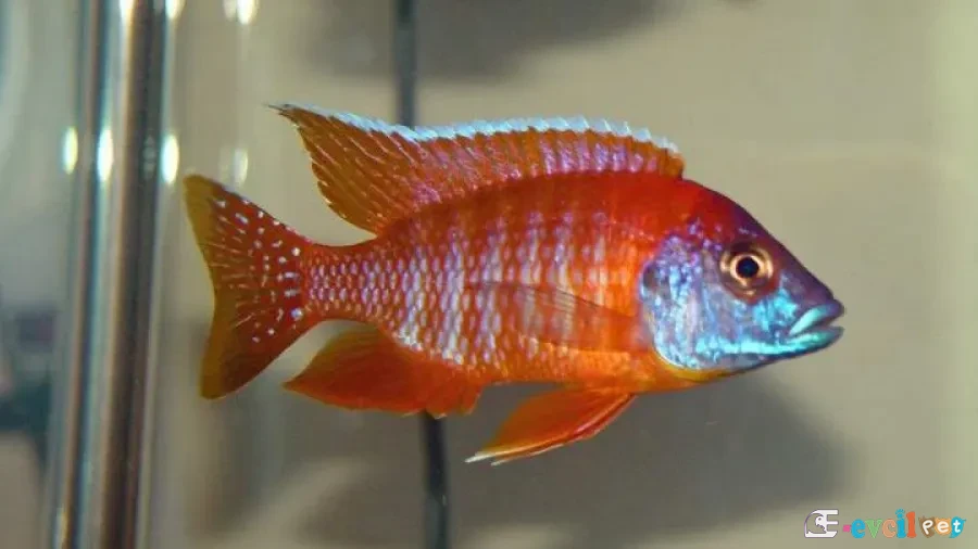 Aulonocara sp. Red Rubescens Akvaryumu