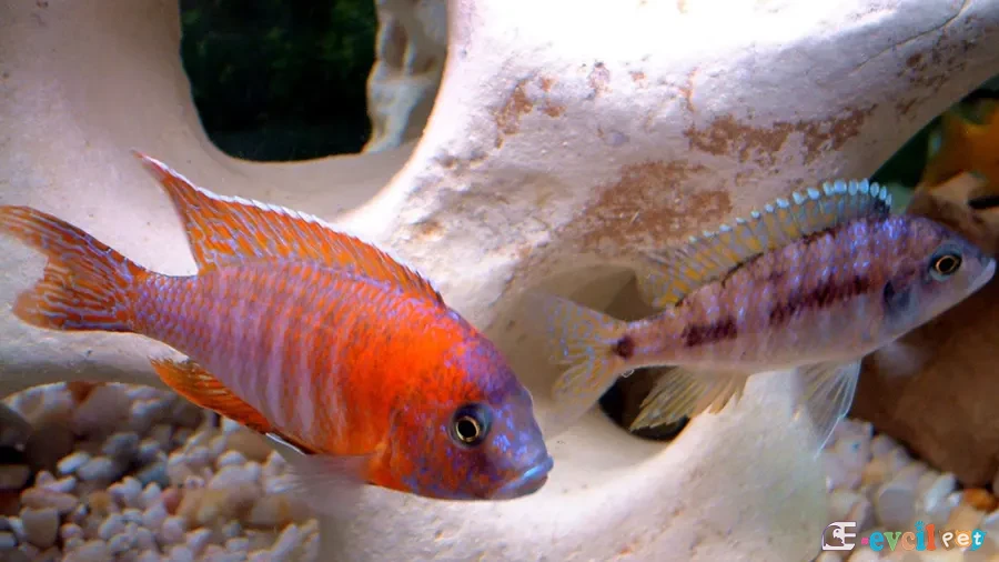 Aulonocara sp. Red Rubescens Erkek ve Dişi