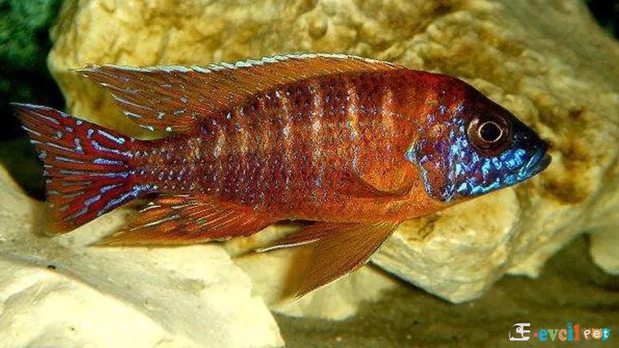 Aulonocara sp. Red Rubescens Erkek