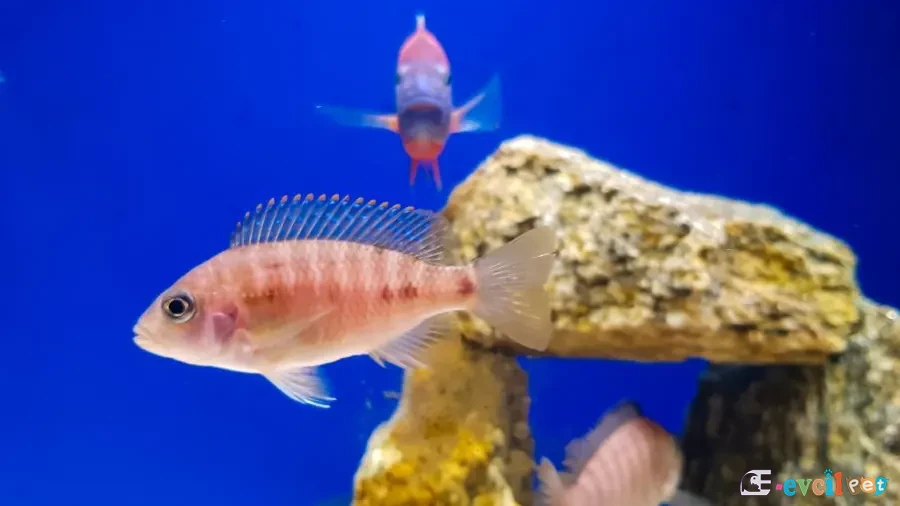 Aulonocara sp. Red Rubescens Yavru