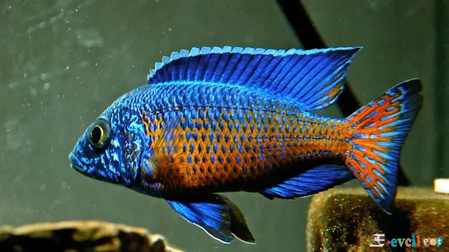 Aulonocara stuartgranti (Ngara) Erkek