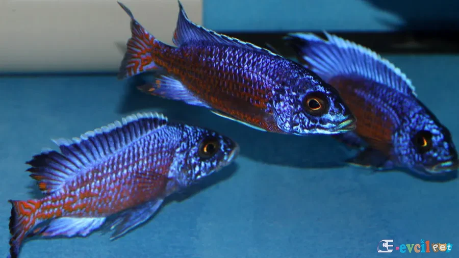 Aulonocara stuartgranti (Ngara) Genç Erkekler