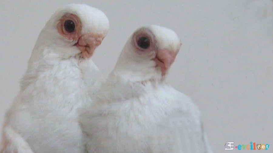 Bango Güvercin Beyaz Çift