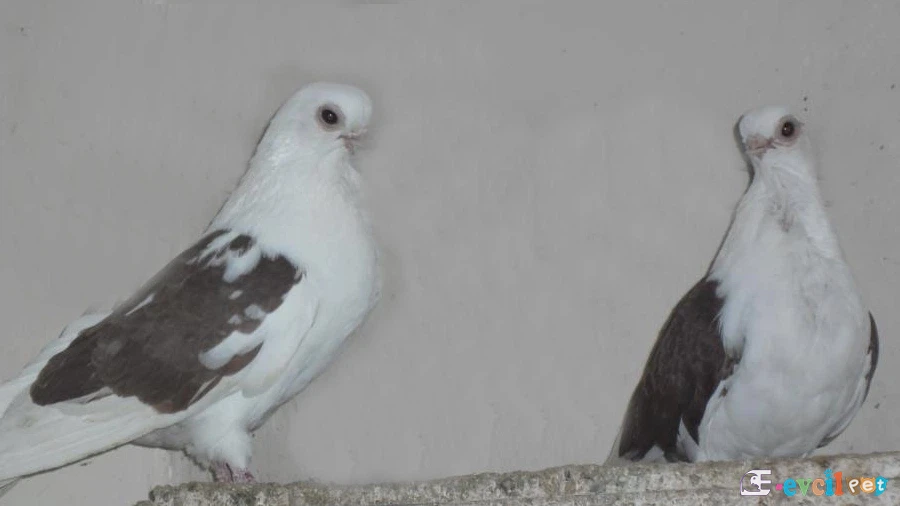 Bango Güvercin Çikolata Kanat